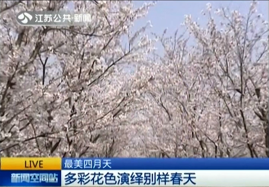 江蘇公共新聞報道大洋灣_副本.jpg